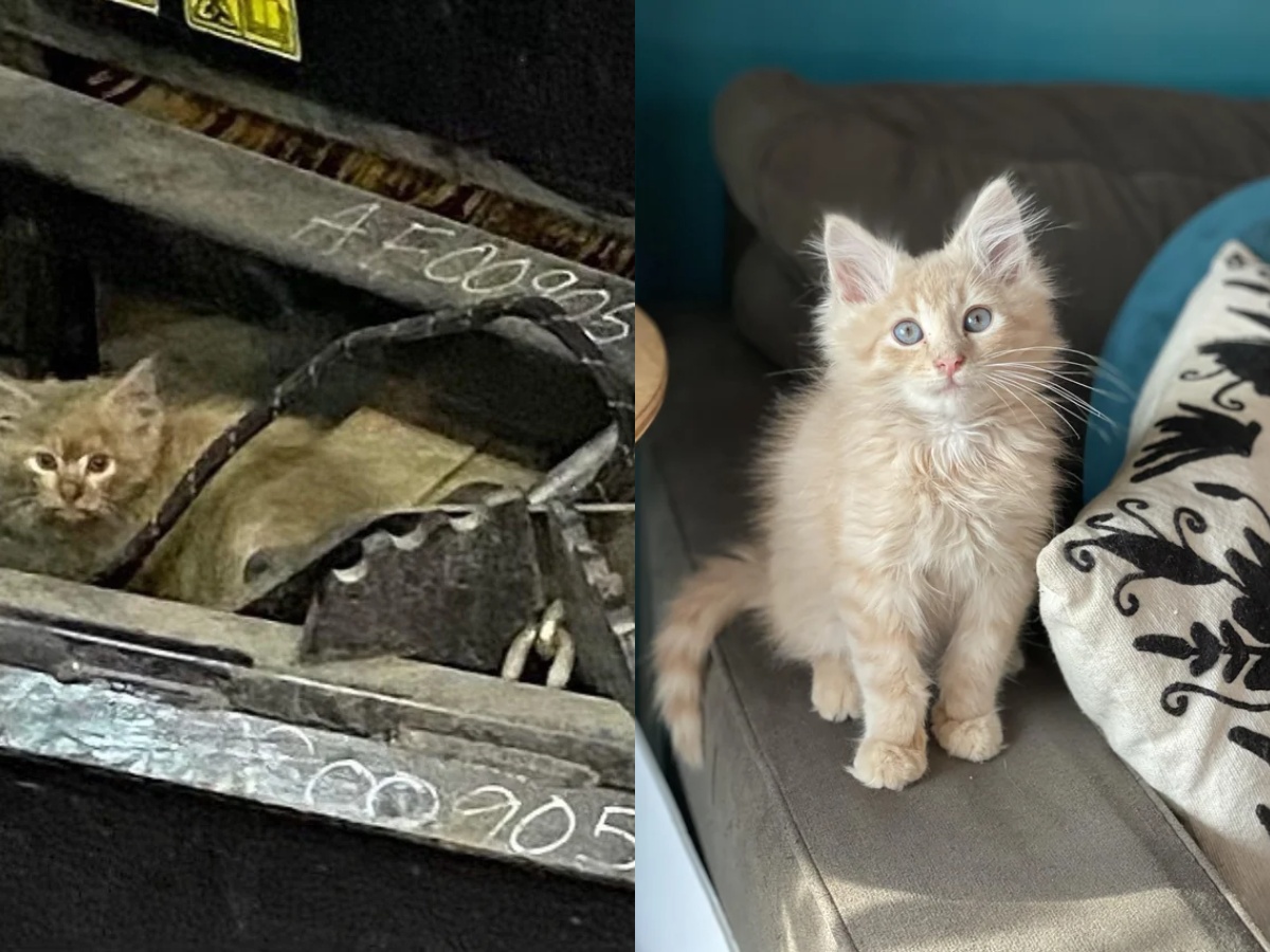 A Spider Monkey and a Capuchin Monkey